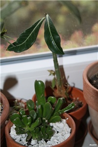 2de40988-IMG_6498 adenium.jpg
